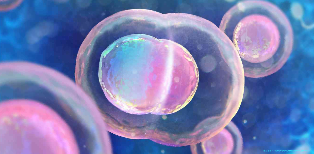 养囊5天与6天的胚胎在着床率上哪个好？