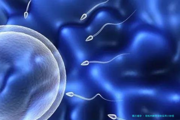 轻松判断怀孕的实用小妙招