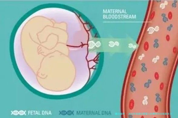 2026年美国试管婴儿的费用与过程是多少？